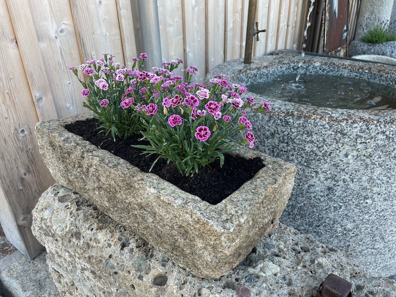 Pflanztrog Stein