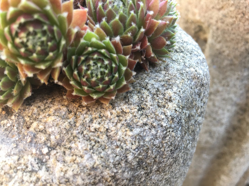 Steinsäulen für Hauswurzen aus hellem Granit